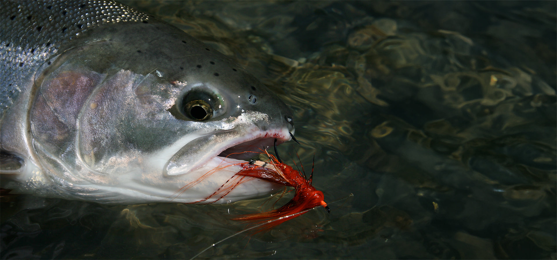 Spey + Switch