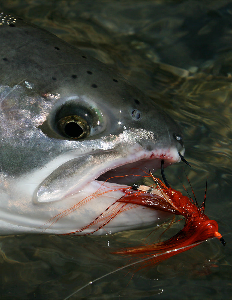 best st croix fly rod for trout Series St. strain SCIV and premium quality SCII graphite St. Croix Connect 4 Weight